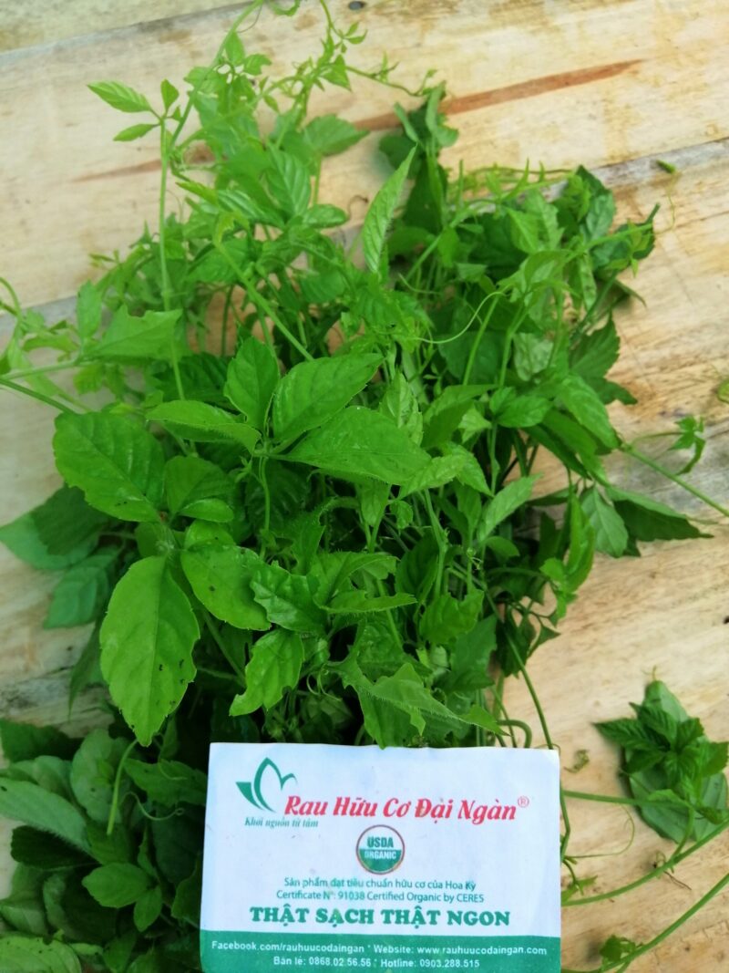 Ngải cứu hữu cơ Đại Ngàn Farm