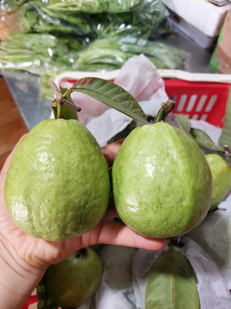 Ổi Lê hữu cơ TCVN Kim Sơn Farm - Kg - Hình ảnh 2