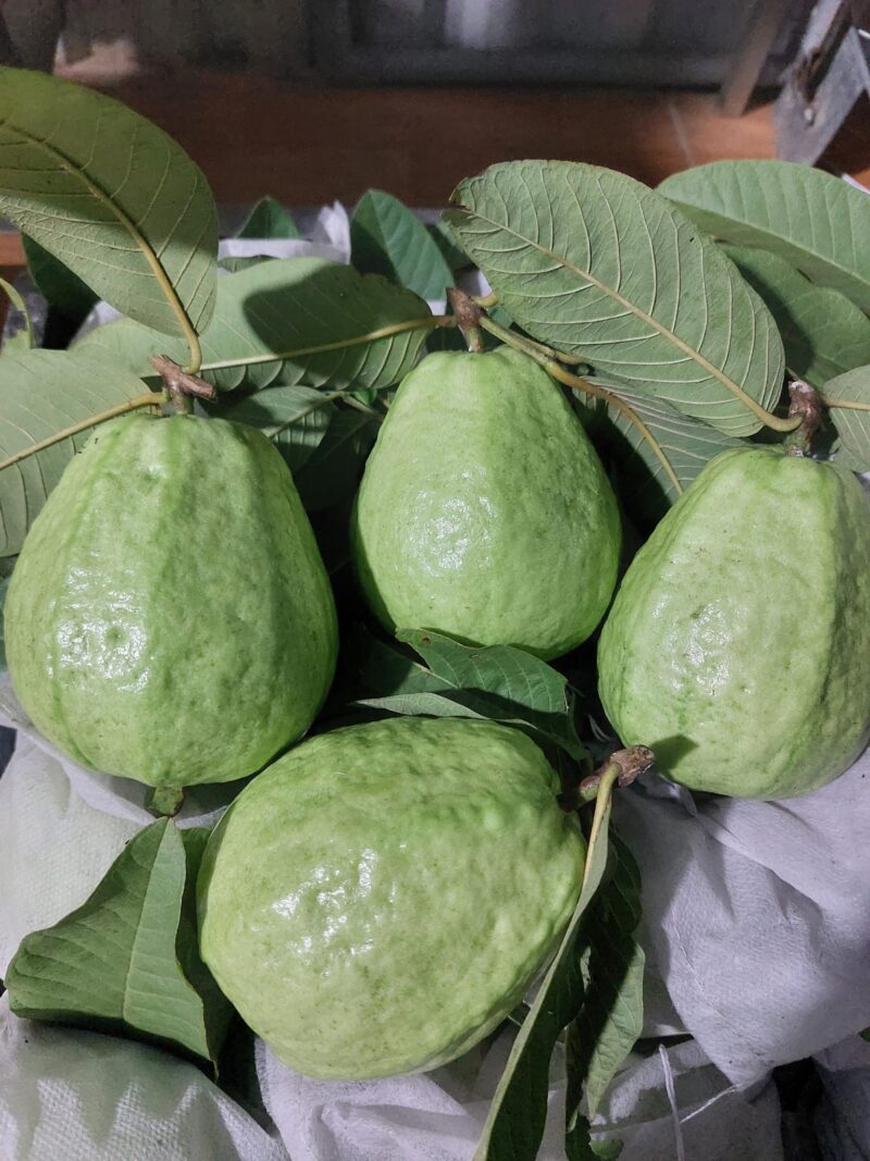 Ổi Lê hữu cơ TCVN Kim Sơn Farm - Kg