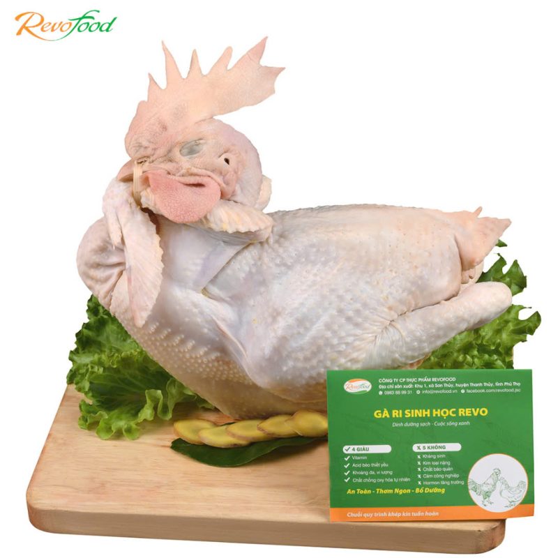 Gà mái già sinh học revofood