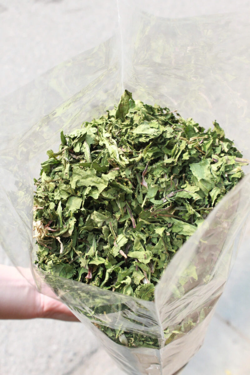trà lá bồ công anh